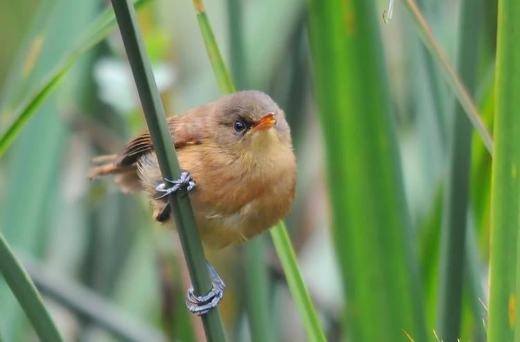 Papyrus yellow warbler Papyrus Yellow Warbler Chloropeta gracilirostris videos photos