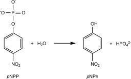 Para-Nitrophenylphosphate Scheme 2 Hydrolysis of paranitrophenylphosphate pNPP to