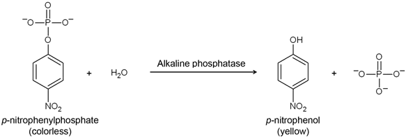 Para-Nitrophenylphosphate 5png