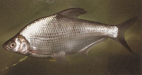 Parabramis pekinensis fishretailrudatafishbook120255500264jpg