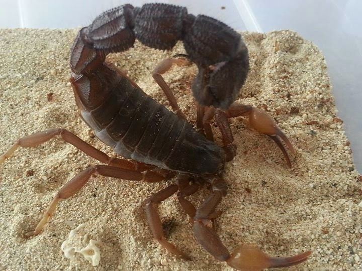 Parabuthus transvaalicus Exotic Pet Keepers Parabuthus Transvaalicus Care Sheet