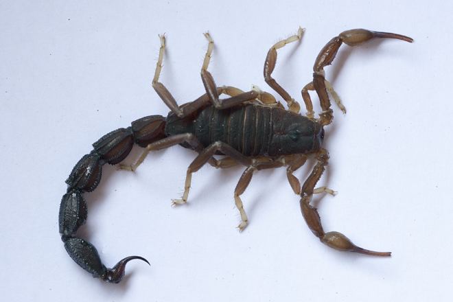 Parabuthus transvaalicus Transvaal Thicktailed Scorpion Parabuthus transvaalicus Okavango