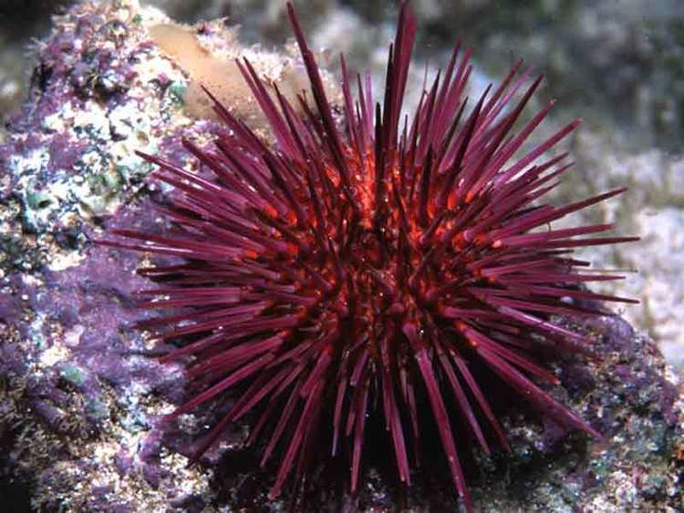 Paracentrotus lividus MarLIN The Marine Life Information Network Purple sea urchin