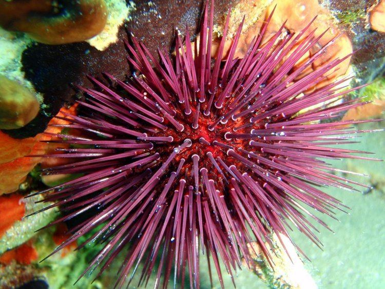 Paracentrotus lividus Panoramio Photo of Paracentrotus lividus the edible urchin