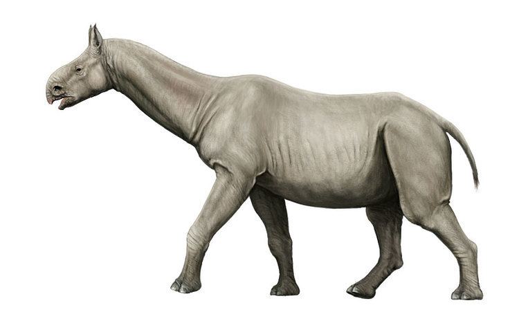 Paraceratherium paraceratherium DeviantArt