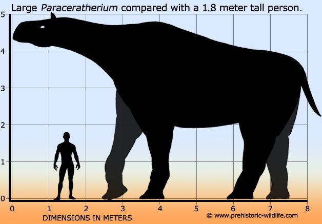 Paraceratherium Paraceratherium