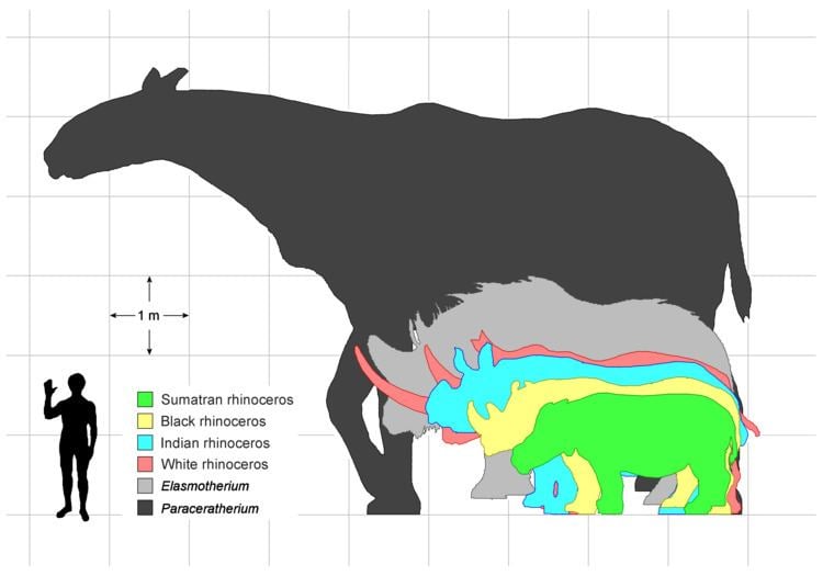 Paraceratherium Paraceratherium Wikipedia