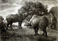 Paraceratherium httpsuploadwikimediaorgwikipediacommonsthu