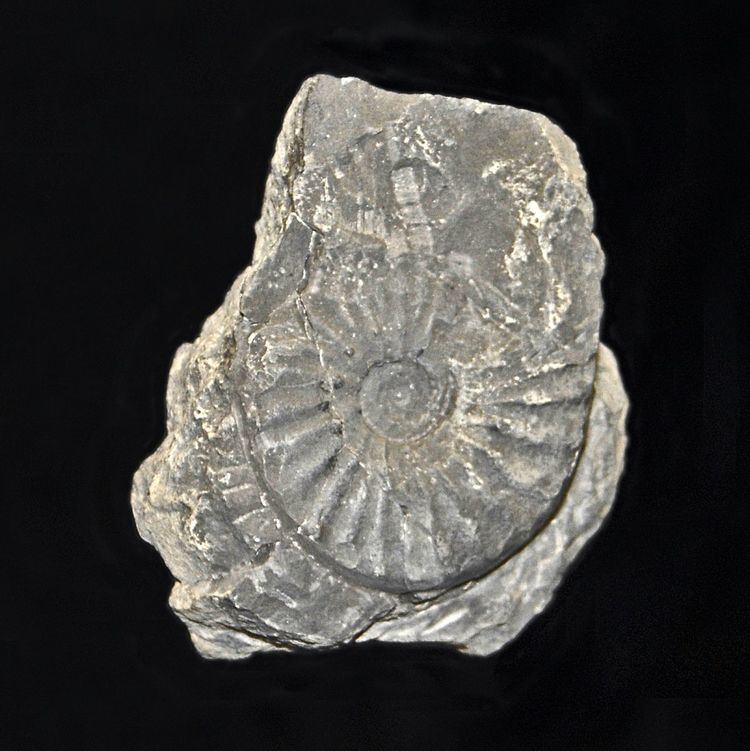 Paraceratites subnodosus