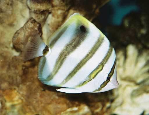 Parachaetodon ocellatus Fish Index