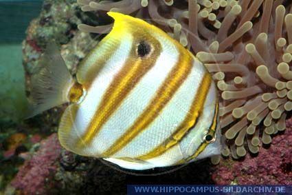 Parachaetodon ocellatus Parachaetodon ocellatus alias Sixspine butterflyfish Hippocampus