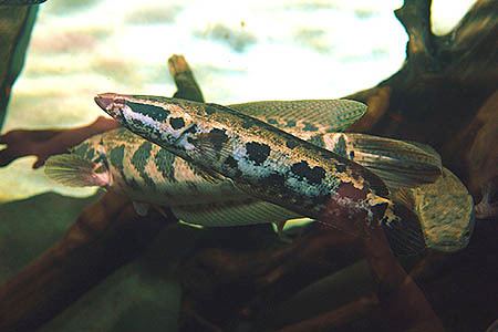 Parachanna Parachanna obscura African snakehead Seriously Fish