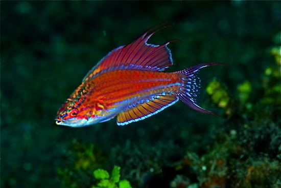 Paracheilinus Paracheilinus togeanensis flasher wrasse and its hybrids are a