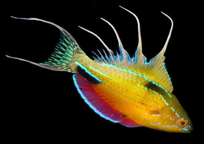 Paracheilinus Paracheilinus nursalim flasher wrasses from New Guinea News Reef