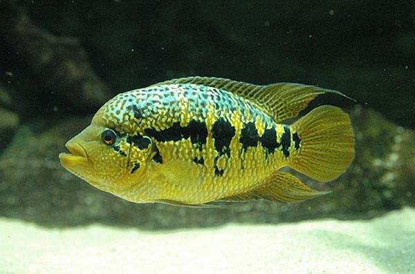 Parachromis Fish Identification