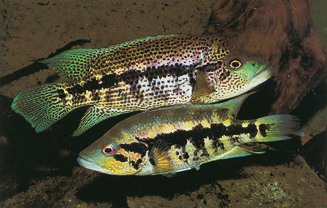 Parachromis Fish Identification