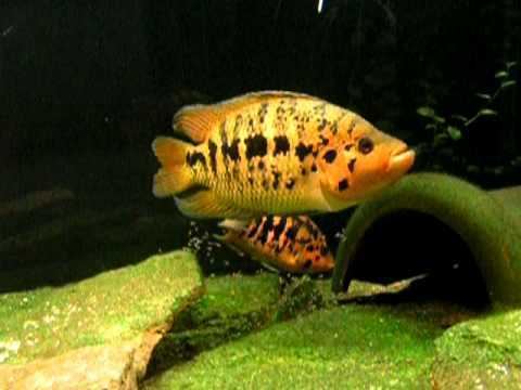 Parachromis friedrichsthalii Parachromis friedrichsthalii YouTube