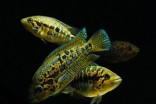 Parachromis friedrichsthalii Parachromis friedrichsthalii pictures by Mo Devlinaquamoj Flickr