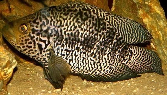 Parachromis managuensis Parachromis managuensis