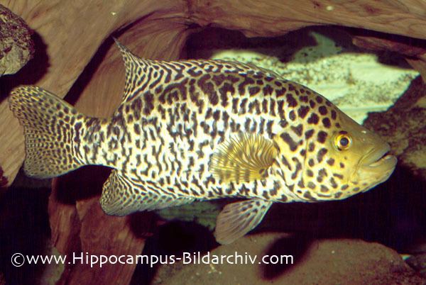 Parachromis managuensis Parachromis managuensis Jaguar Cichlid Seriously Fish