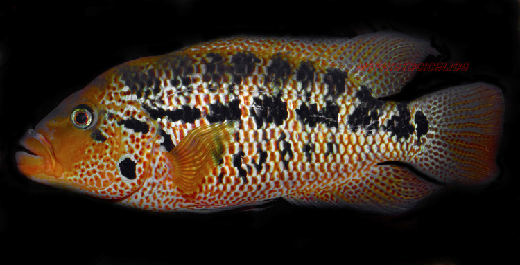 Parachromis motaguensis PARACHROMIS MOTAGUENSIS red tiger MonsterFishKeeperscom
