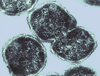 Paracoccus denitrificans genomejgidoegovpardepardejpg
