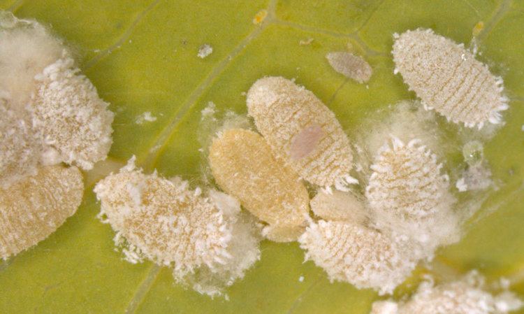 Paracoccus marginatus Papaya mealybug Paracoccus marginatus