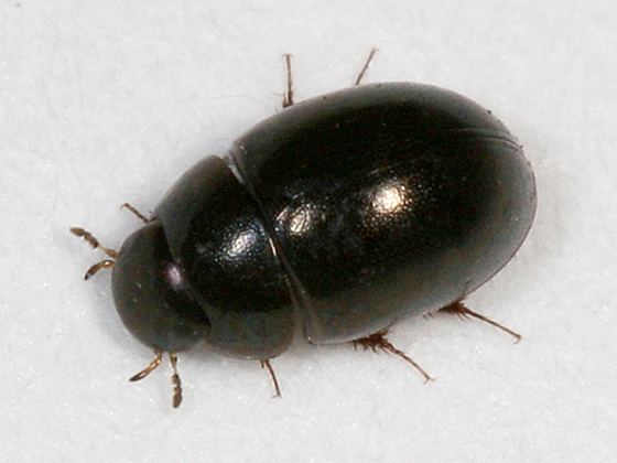 Paracymus small beetle Paracymus BugGuideNet