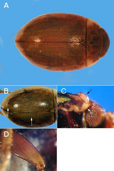 Paracymus Order Coleoptera Family Hydrophilidae VCSU MacroInvertebrate Lab