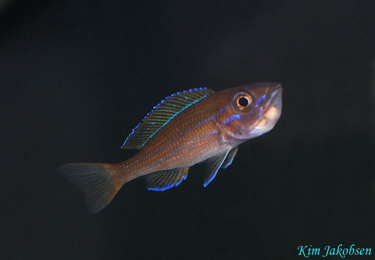 Paracyprichromis nigripinnis sp paracyprichromisnigripinnisen