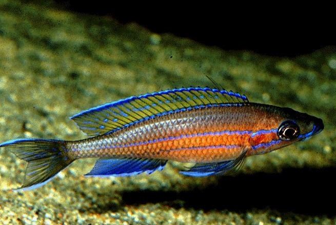 Paracyprichromis nigripinnis Paracyprichromis Nigripinnis
