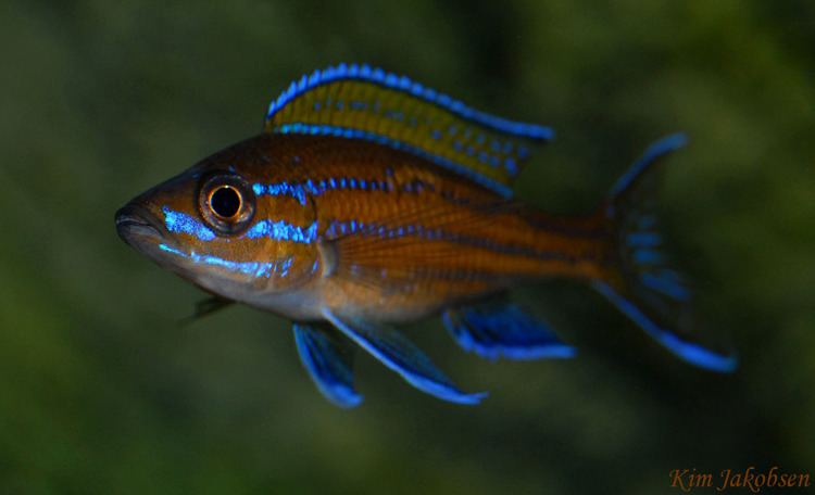 Paracyprichromis nigripinnis sp paracyprichromisnigripinnisen