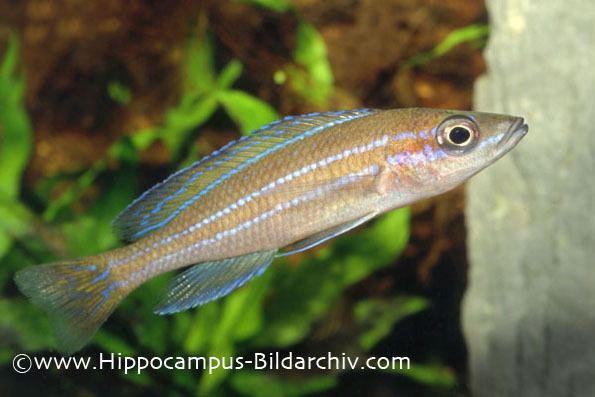 Paracyprichromis nigripinnis Paracyprichromis nigripinnis Seriously Fish
