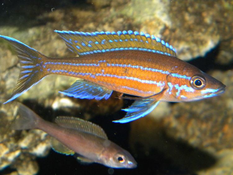 Paracyprichromis nigripinnis httpswwwcichlidscomuploadstxusercichlidsu