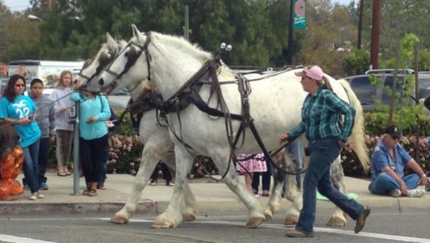 Parade horse Horses charge California parade spectators doubleamputee injured