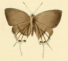 Paradeudorix eleala httpsuploadwikimediaorgwikipediacommonsthu
