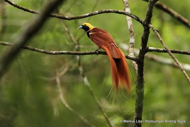 Paradisaea Raggiana Birdofparadise Paradisaea raggiana videos photos and