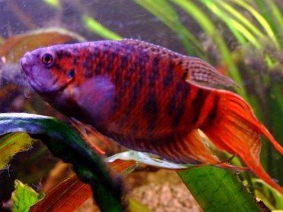 Paradise fish An article that explains caring for Paradise fish