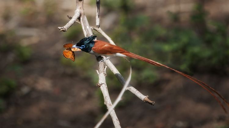 Paradise flycatcher Terpsiphone paradisi Macau Biodiversity