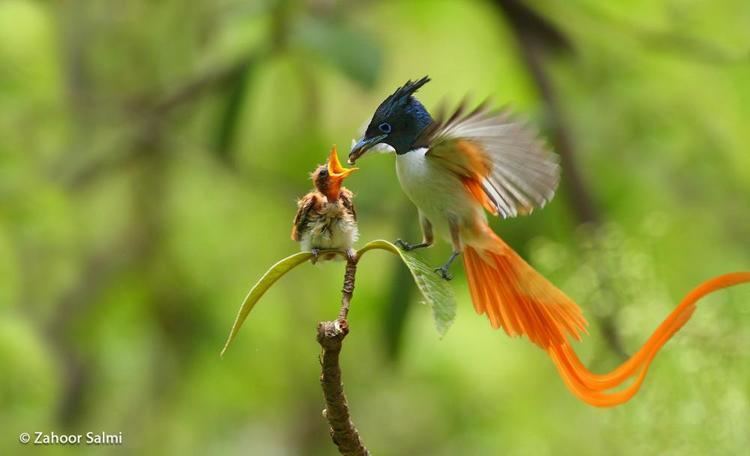 Paradise flycatcher Asian Paradiseflycatcher Terpsiphone paradisi videos photos and