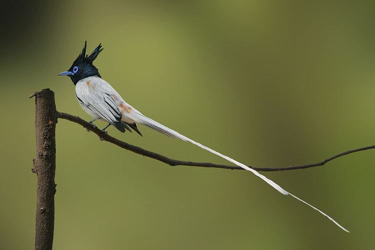 Paradise flycatcher The Asian Paradiseflycatcher Terpsiphone paradisi Flickr
