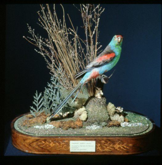 Paradise parrot Paradise Parrot Australian Museum