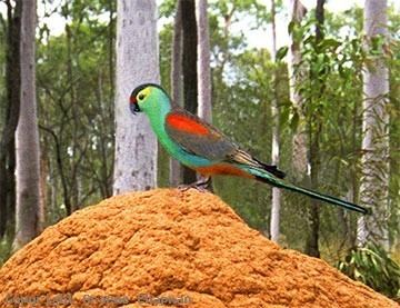 Paradise parrot Paradise Parrot Australian Birds photographs by Graeme Chapman