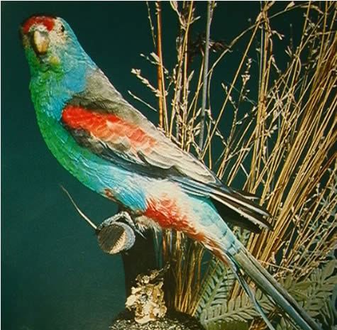 Paradise parrot Parrots and Songbirds Paradise Parrot Psephotus pulcherrimus
