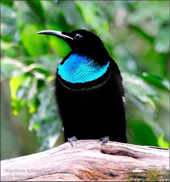 Paradise riflebird 1000 images about Paradise Riflebird on Pinterest In search of