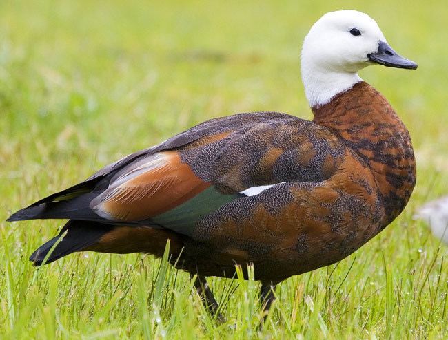 Paradise shelduck Surfbirds Online Photo Gallery Search Results