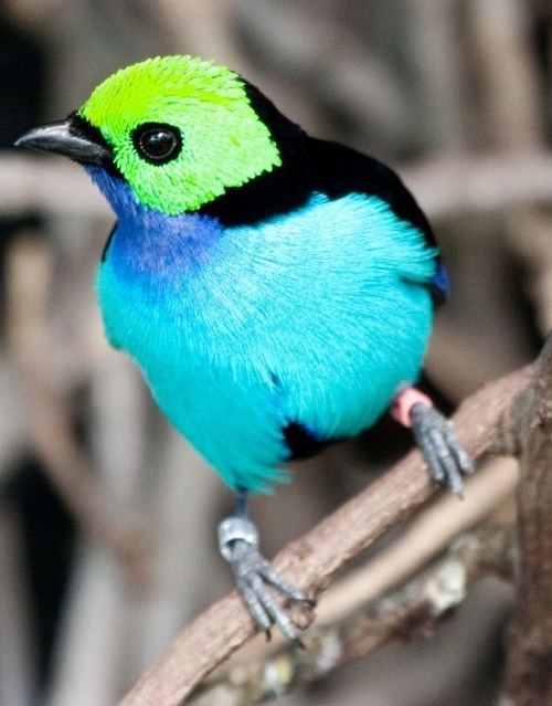 Paradise tanager Beauty will save Sevencolored bird Paradise Tanager Beauty will save