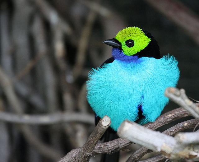 Paradise tanager The Green Lantern of the Animal Kingdom The Paradise Tanager The