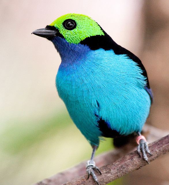 Paradise tanager Paradise Tanager Buy Dead Birds for Taxidermy