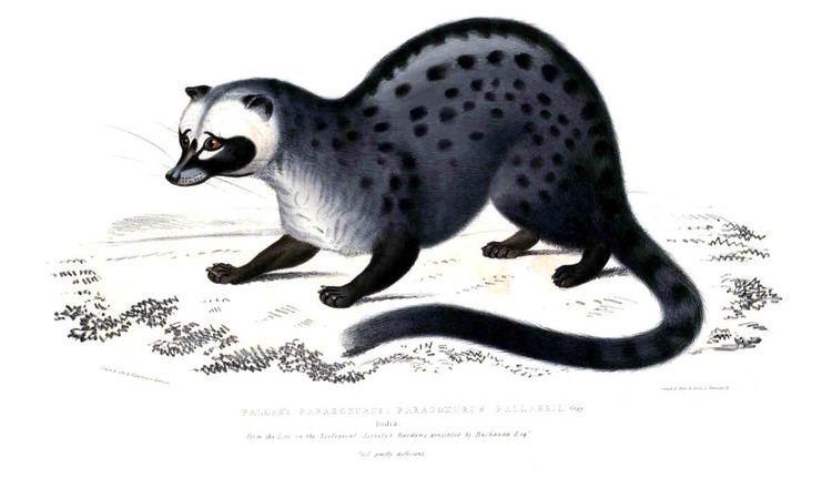 Paradoxurus 1000 ideas about Asian Palm Civet on Pinterest Unusual animals